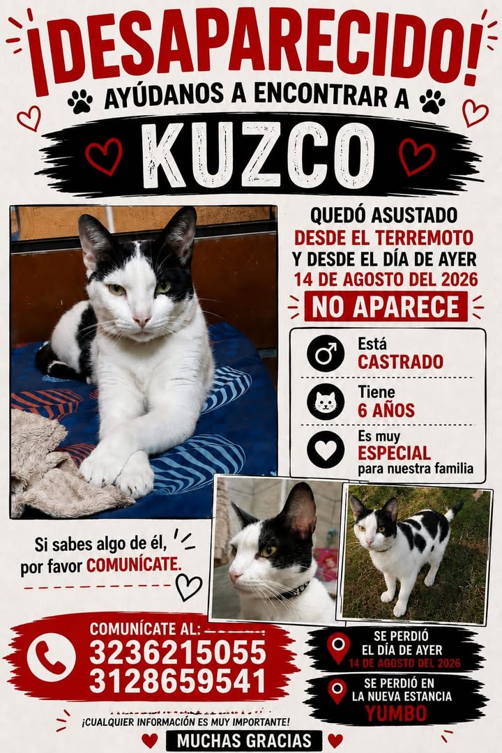 Gato Kuzco perdido en Yumbo 
