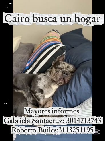 Busca Hogar: Adopta a Cairo, perro en Amagá, Antioquia 
