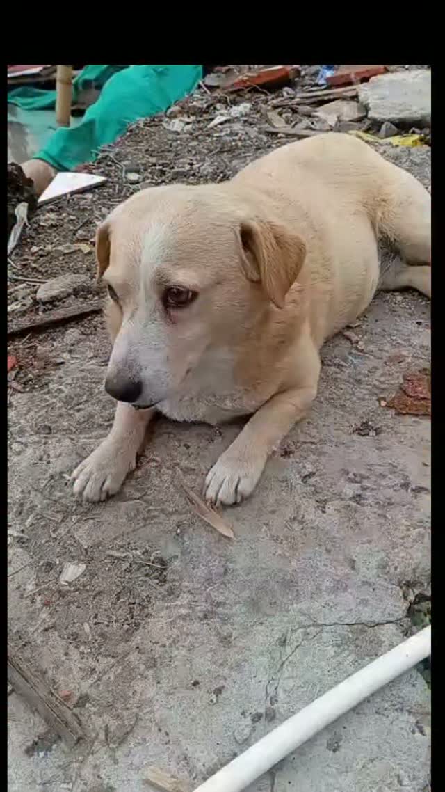 Perro busca hogar de paso o adopción en Pereira 