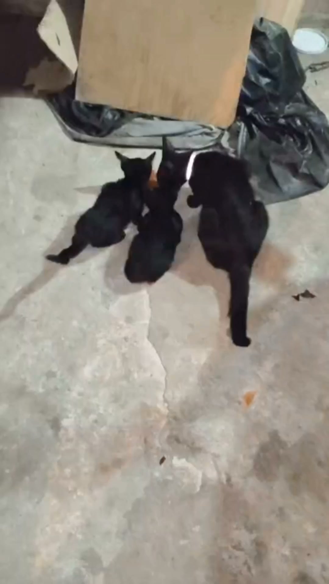 Gatitos negros en adopción en Tuluá, Valle del Cauca 