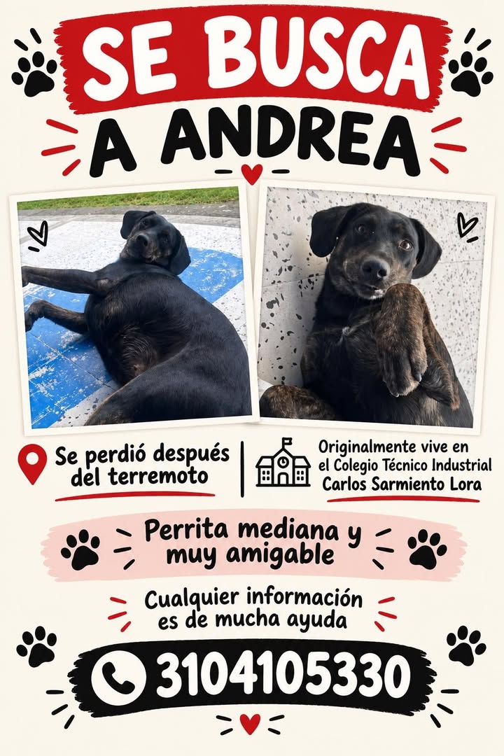 Perra perdida en Tuluá 