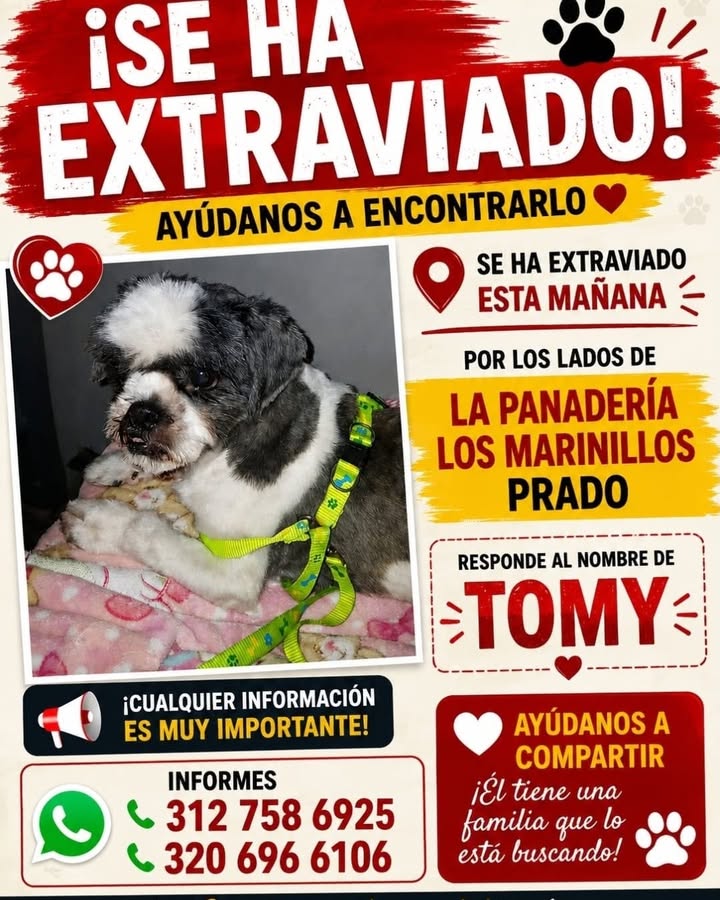 Se ha extraviado perro llamado TOMY en La Virginia 