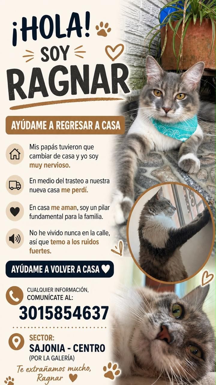 Gato Ragnar perdido en Tuluá, Valle 