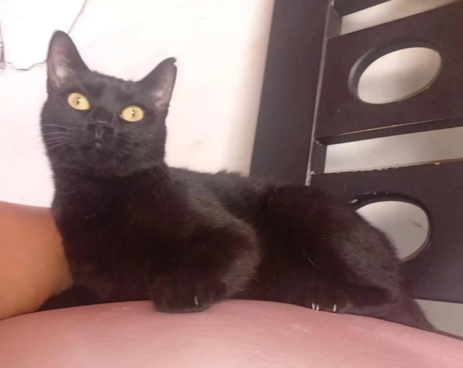 Gatitos nobles y cariñosos buscan hogar en Pereira, Risaralda 