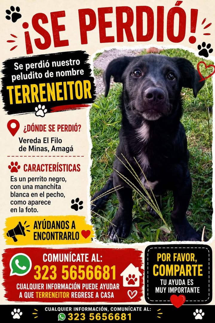 Perro Terreneitor perdido en Amagá, Antioquia 