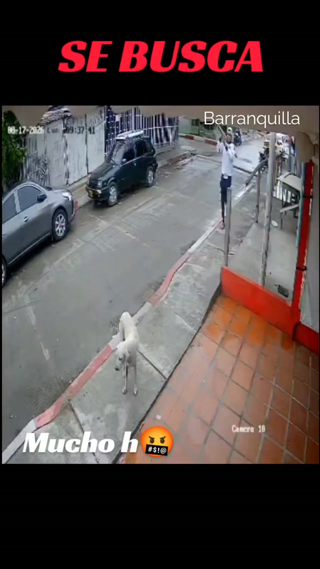 Perrito desaparecido en Barranquilla 