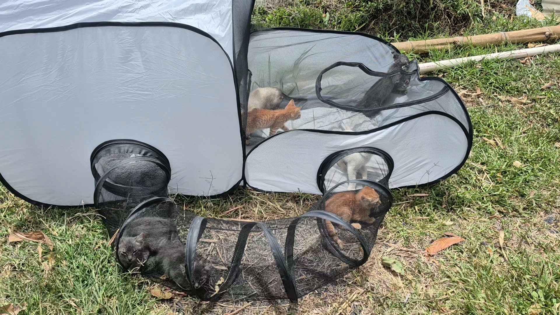 Gatitos en adopción en Bogotá 