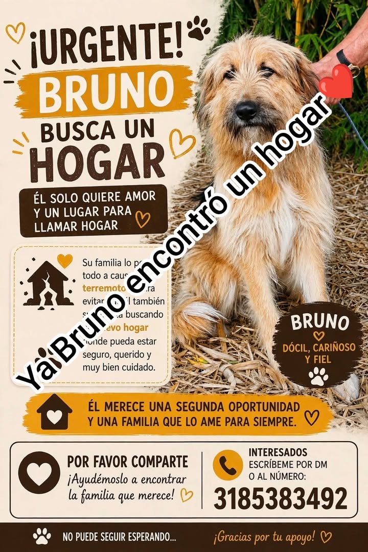 Bruno busca un hogar en Santa Rosa de Cabal 