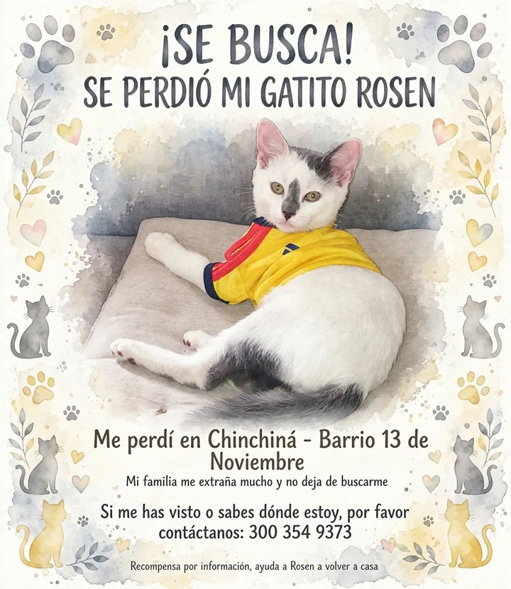 Se busca gato Rosen perdido en Chinchiná - Barrio 13 de Noviembre 
