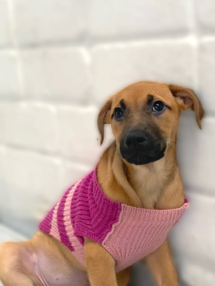 Adorable cachorra caramelo busca hogar definitivo en Bogotá 