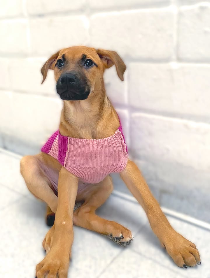Adorable cachorra caramelo busca hogar definitivo en Bogotá 
