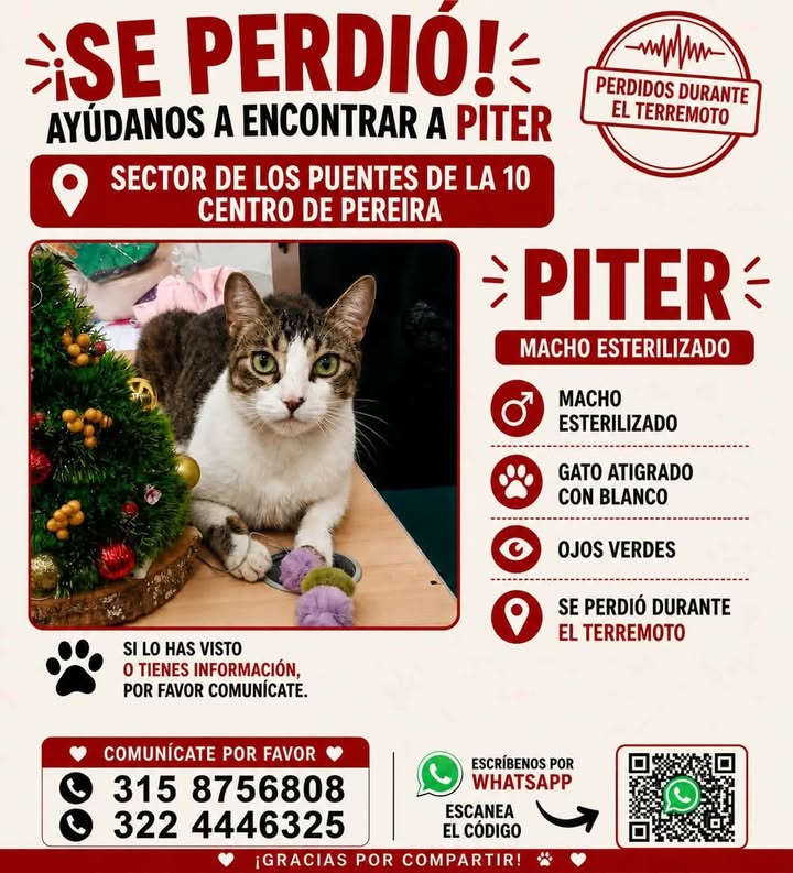 Gato Macho Esterilizado Piter Perdido en Centro de Pereira 