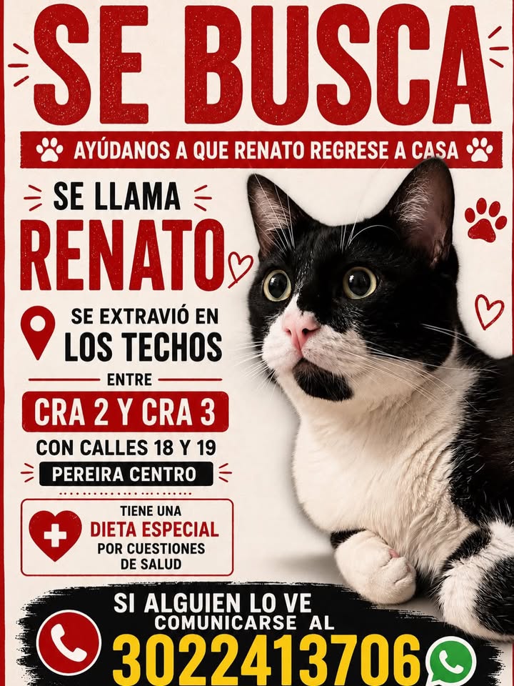 Gato "Renato" perdido en Pereira 
