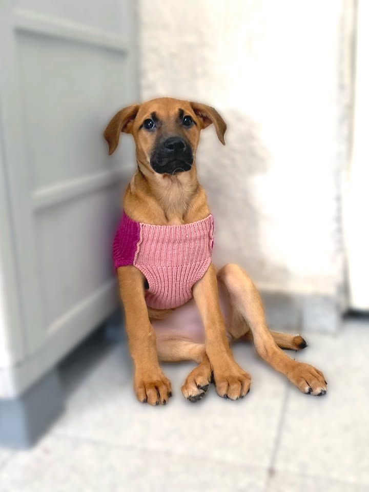 Adorable cachorra caramelo busca hogar definitivo en Bogotá 
