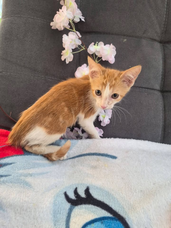Adopción de Gatitos en Bogotá 