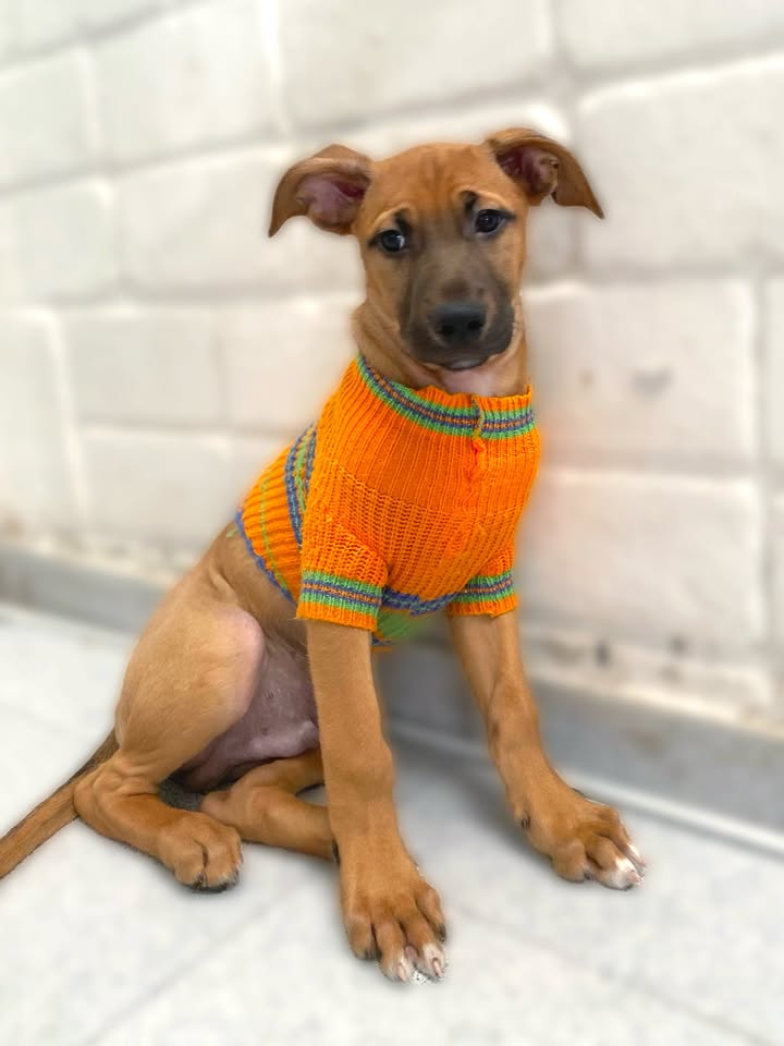 Adorable cachorrito Botoncito de la Montaña busca hogar 