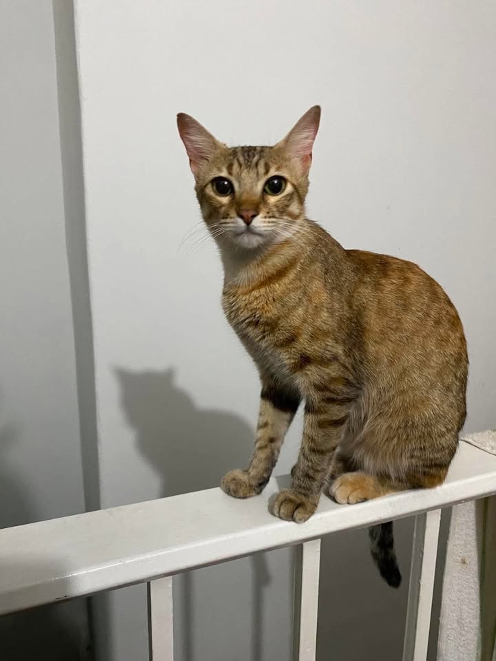 Gata encontrada en Dosquebradas, Risaralda 