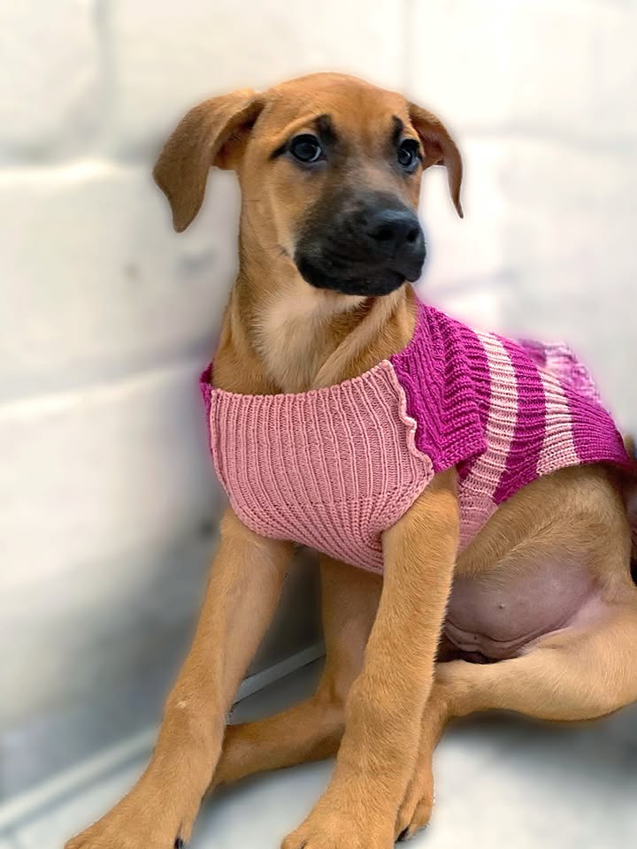 Adorable cachorra caramelo busca hogar definitivo en Bogotá 