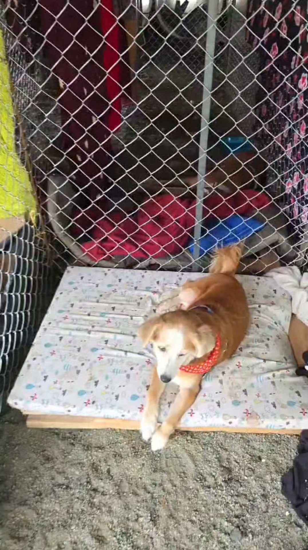 Adopta a Matilda y Amber: Dos perras rescatadas de terremoto en Pereira 