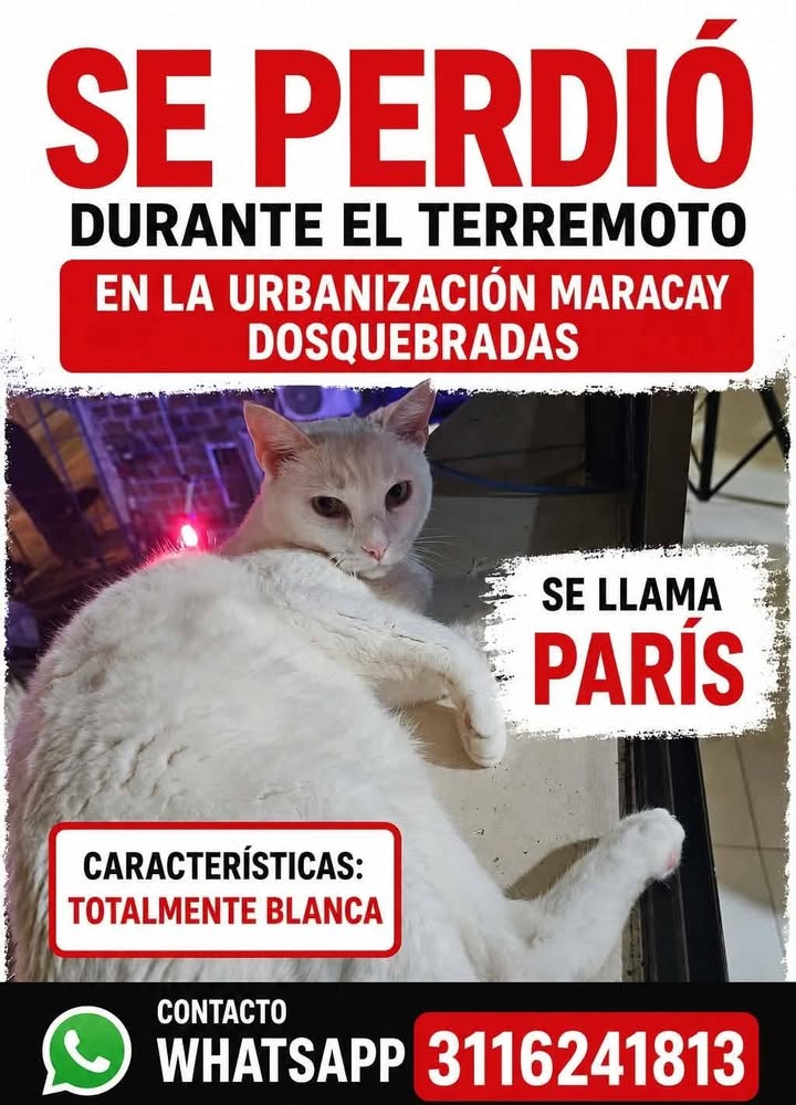 Gato naranja perdido en Dosquebradas durante terremoto 