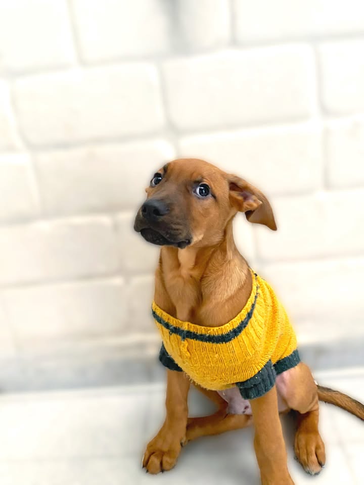 Adopta a Arbolito Dormilón, cachorro juguetón y tierno en Bogotá 
