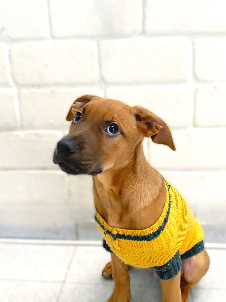 Adopta a Arbolito Dormilón, cachorro juguetón y tierno en Bogotá 