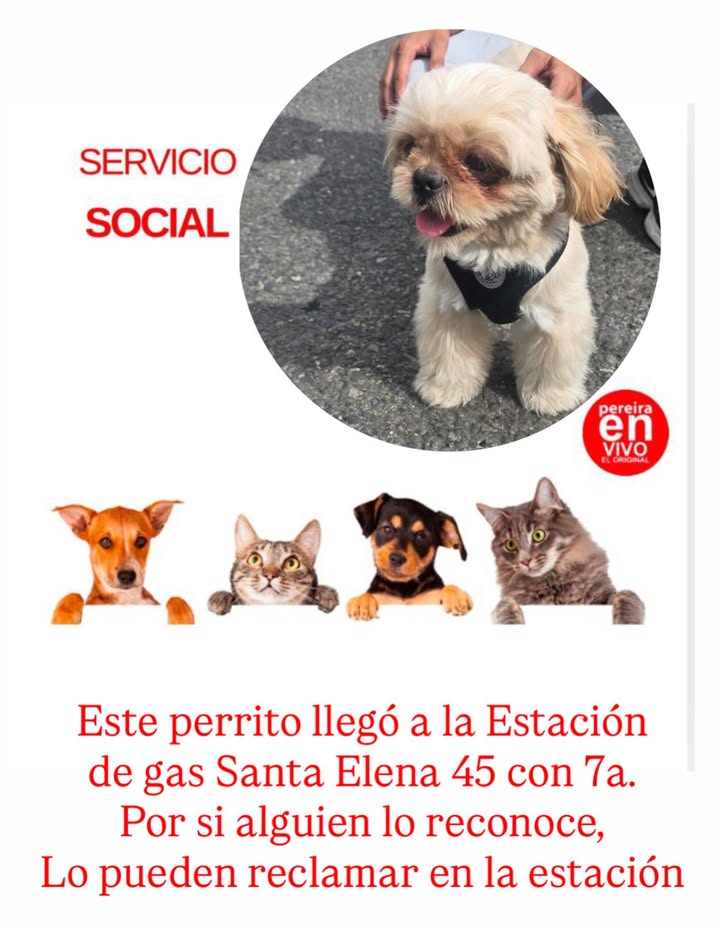 Perro encontrado en Estación de gas Santa Elena 