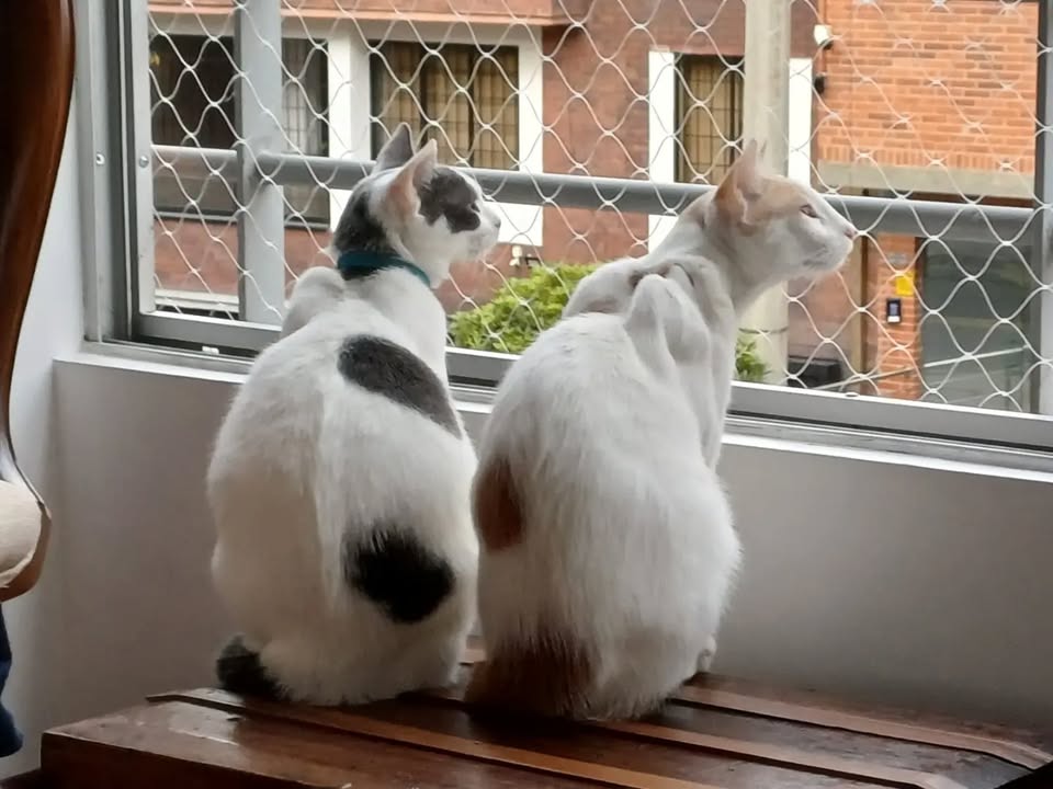Dos gatos adoptables: Luna y Texas en Bogotá 