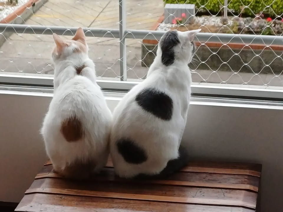 Dos gatos adoptables: Luna y Texas en Bogotá 