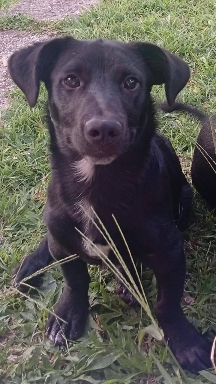 Perro Terreneitor perdido en Amagá, Antioquia 