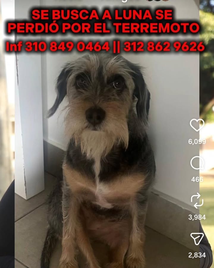 Se busca a Luna, perro perdido por terremoto en Cali 