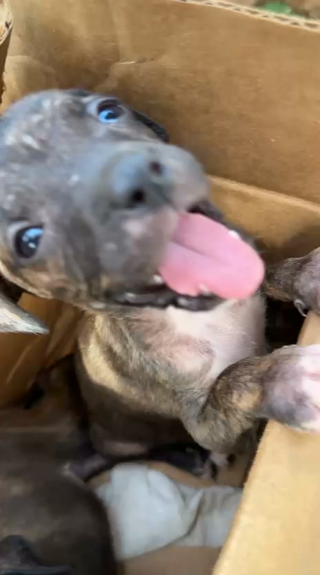 3 hermanitos para adopción en Tuluá 