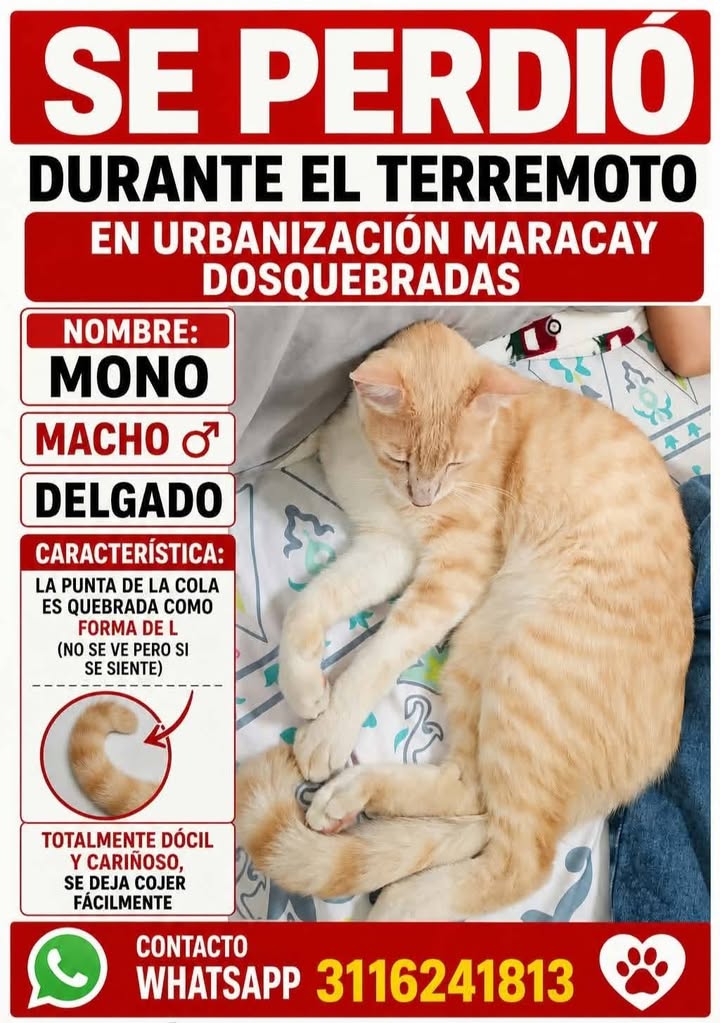 Gato naranja perdido en Dosquebradas durante terremoto 