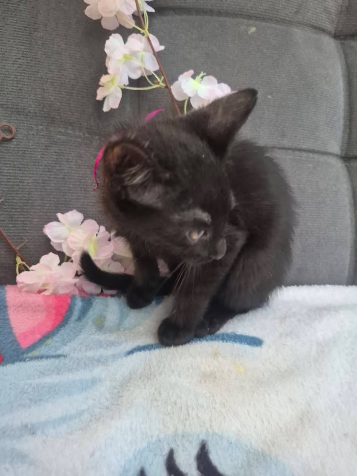 Adopción de Gatitos en Bogotá 