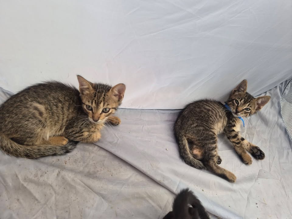 Adopción de Gatitos en Bogotá 