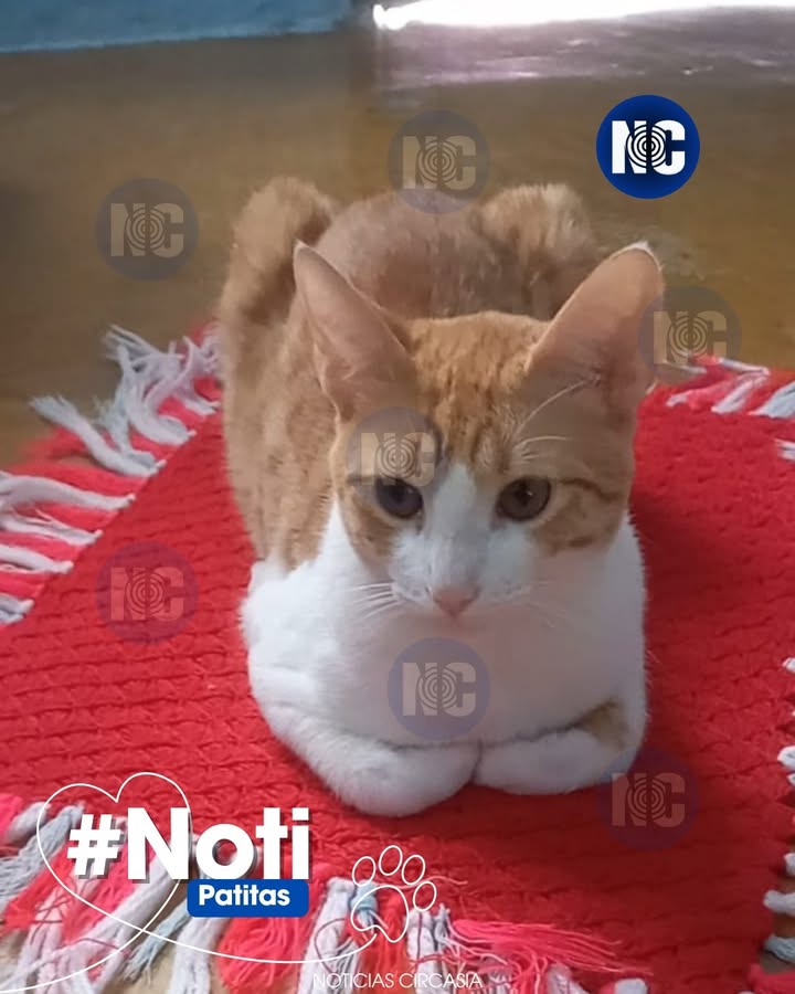 Gato perdido en Circasia, Quindío 
