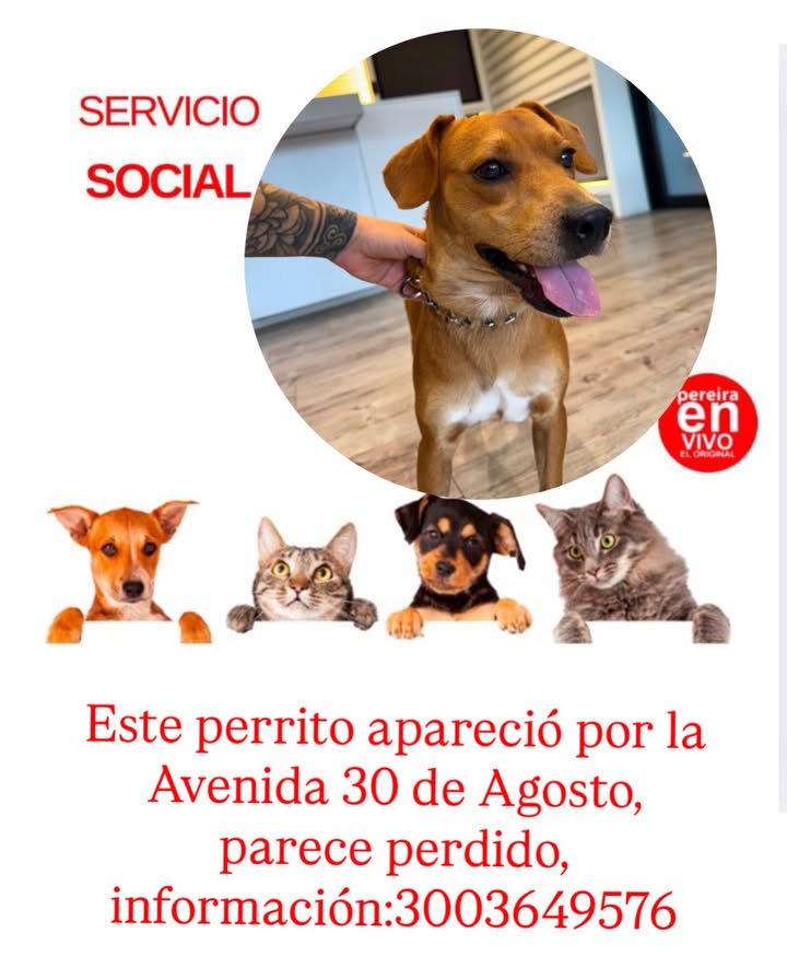 Perro aparecido en Pereira 