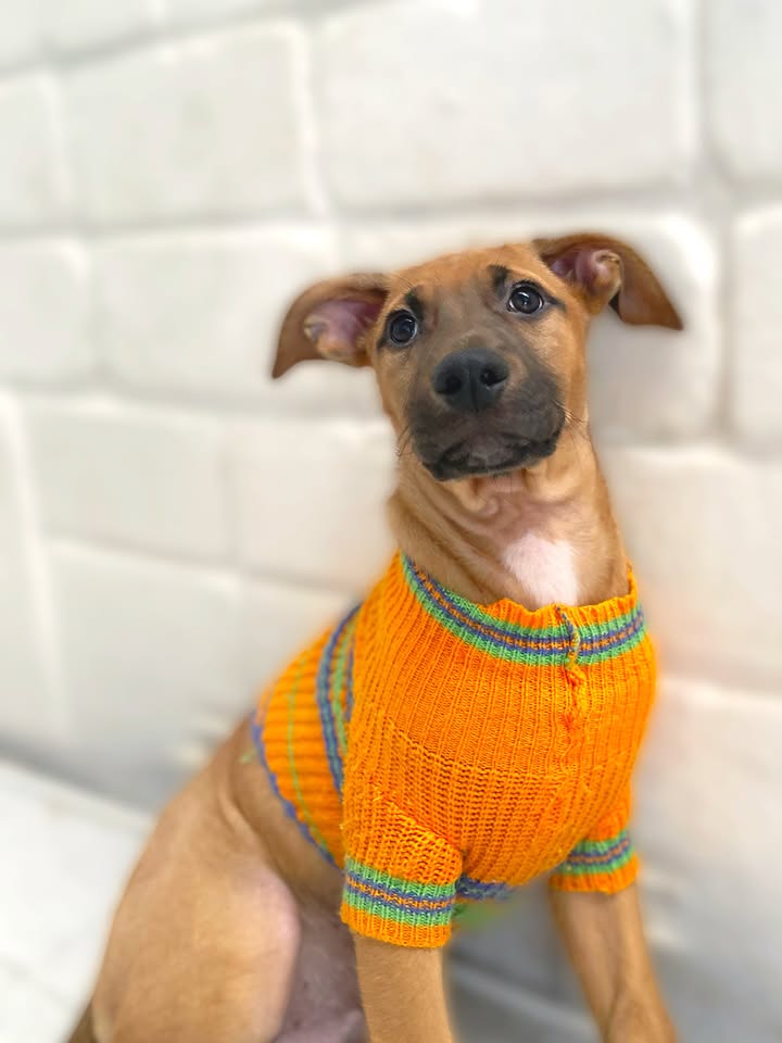 Adorable cachorrito Botoncito de la Montaña busca hogar 