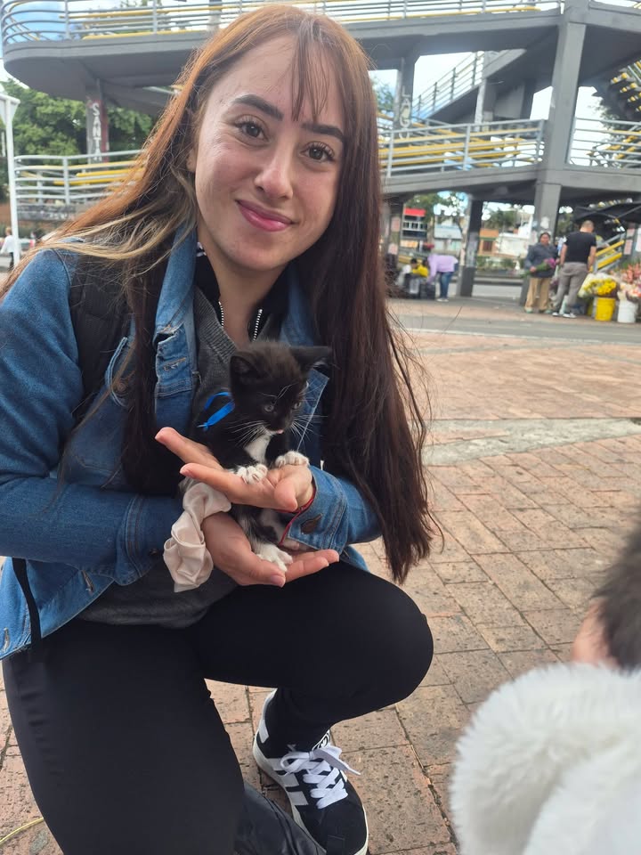Adopta gatitos en Bogotá 