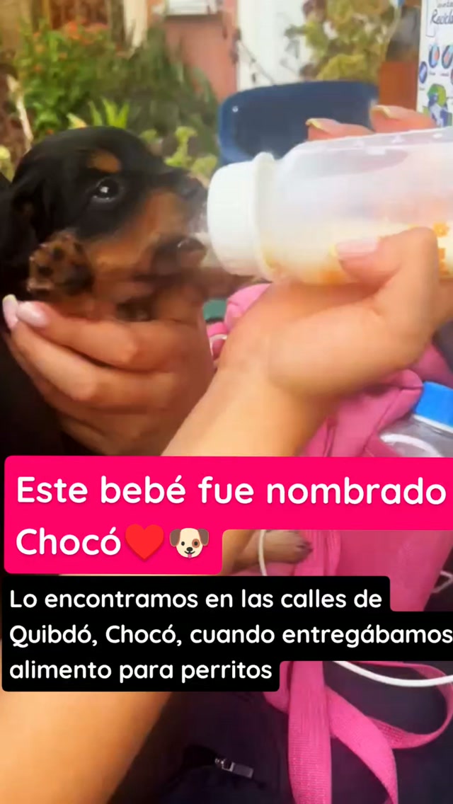 Cachorrito Chocó encontrado en Quibdó, Chocó, busca hogar 