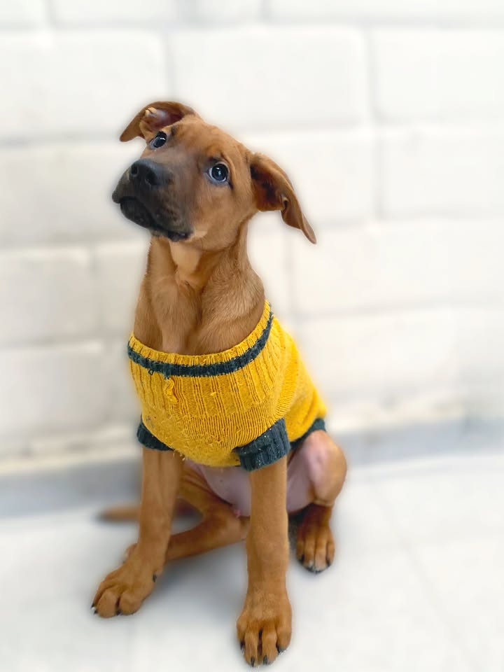 Adopta a Arbolito Dormilón, cachorro juguetón y tierno en Bogotá 