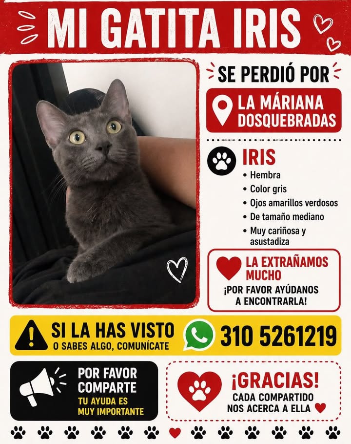 Gata Iris perdida en Pereira 