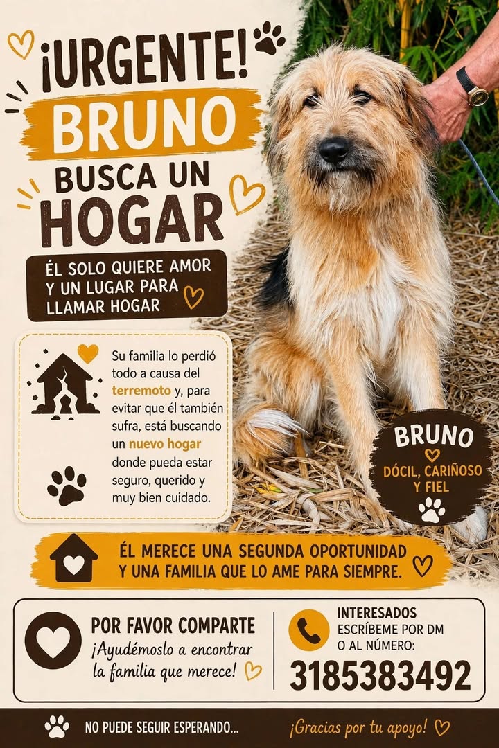 Perro Bruno busca hogar en Santa Rosa de Cabal, Risaralda 