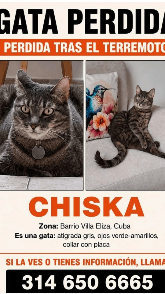 Gata Perdida en Pereira - Chiska 