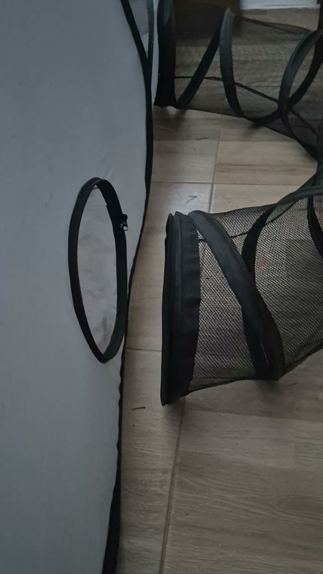 Gato Negro Perdido en Bogotá 