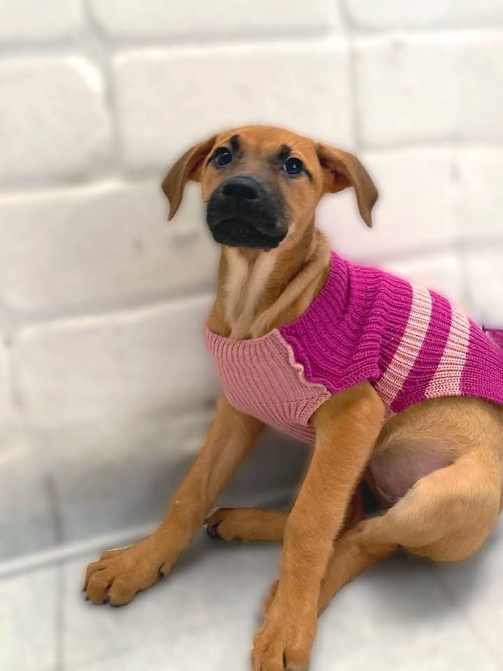 Adorable cachorra caramelo busca hogar definitivo en Bogotá 