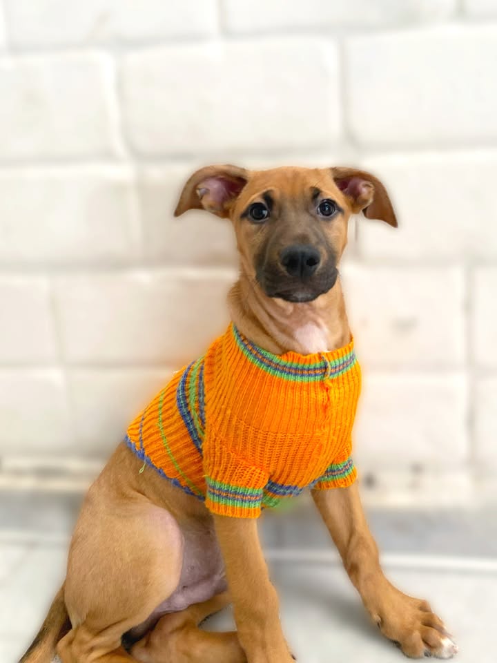 Adorable cachorrito Botoncito de la Montaña busca hogar 