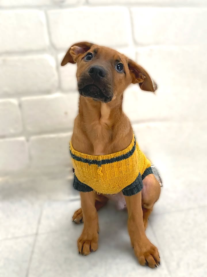 Adopta a Arbolito Dormilón, cachorro juguetón y tierno en Bogotá 