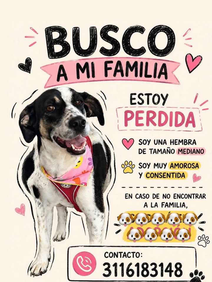 Busco familia, perra amorosa y consentida perdida 