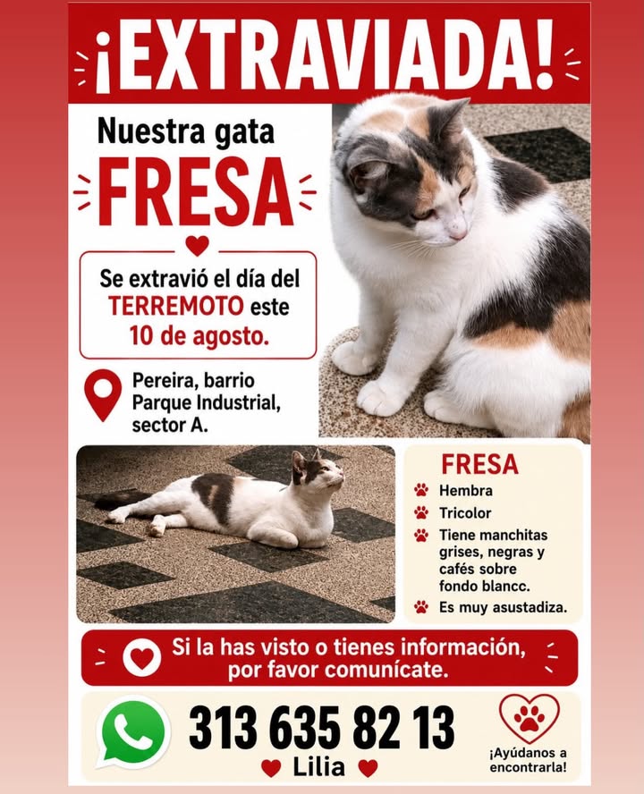 Gata Fresa extraviada en Pereira 